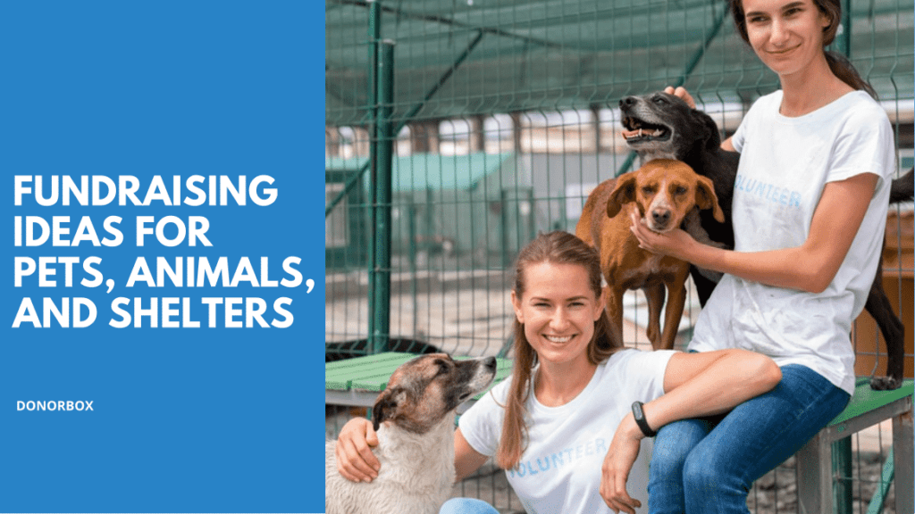 18 Effective Animal Shelter Fundraising Ideas