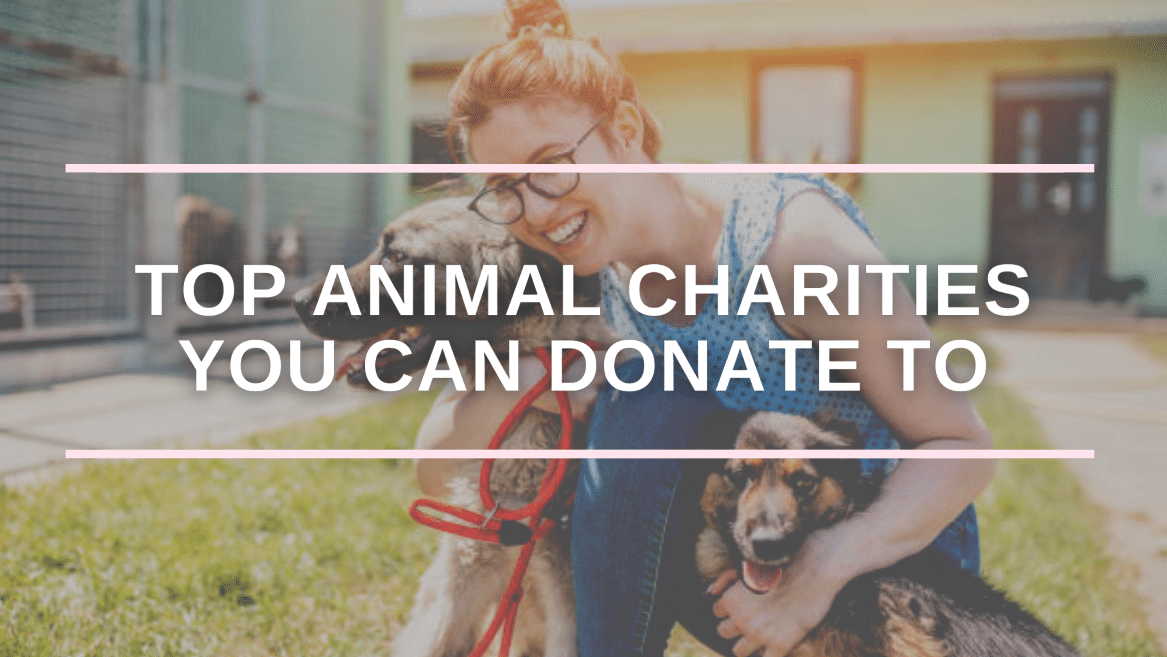 Top 17 Best Animal Charities You Can Donate To in 2022